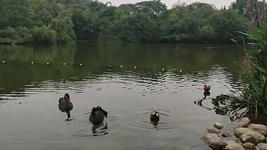 湖水黑天鹅拍摄视频鸳鸯视频的预览图